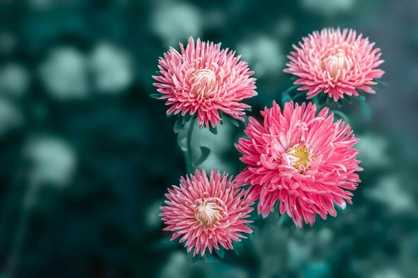 Comment planifier un projet d'aménagement paysager adapté à mon budget ?